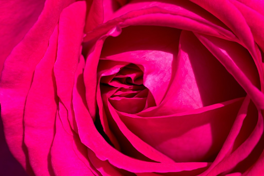 Rozentuin van Coloma